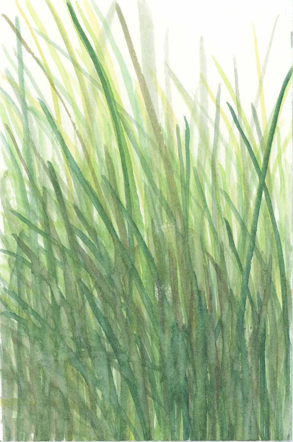 Tall sea grasses